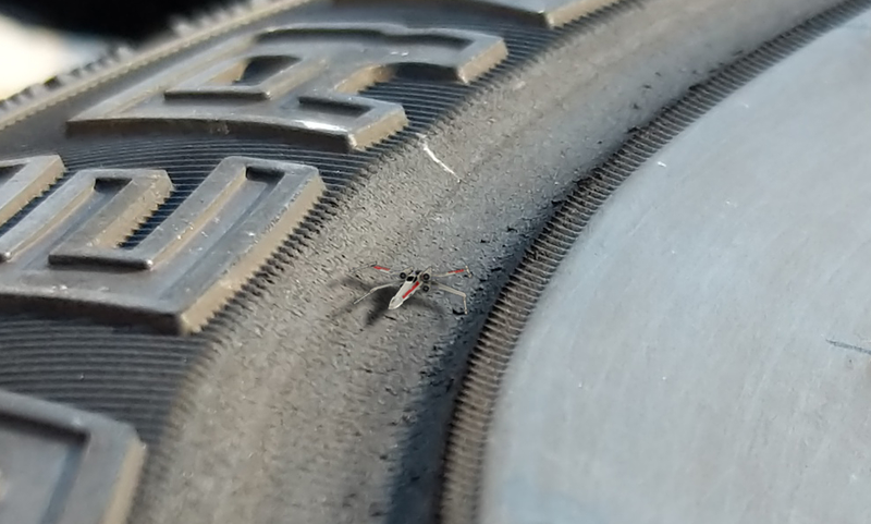 Illustration for article titled How To Ruin A Set Of Tires In 1000 Miles Or Less.